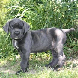 Cane Corso Puppies from Altiere Cane Corso