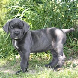 Cane Corso Puppies from Altiere Cane Corso