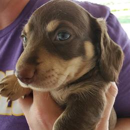 Dachshunds from Laxen's Dachshunds of Minnesota