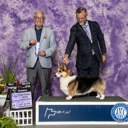 Trea - Pembroke Welsh Corgi