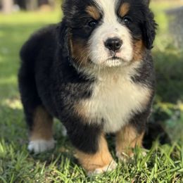 Bernese Mountain Dog Puppies from Faith’s Bernese
