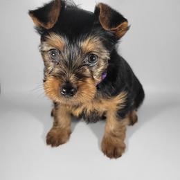 Daisy - Black and tan female Yorkshire Terrier puppy in Jacksonville, Florida from Yorkieology
