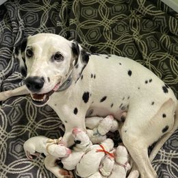 Khloe - Dalmatian