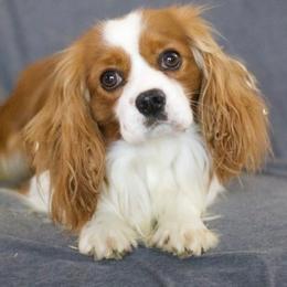 Ella - Cavalier King Charles Spaniel