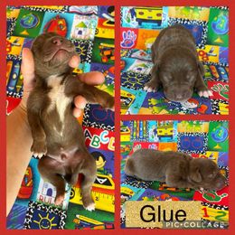 Glue - Chocolate male Catahoula Leopard Dog puppy in Forbes, Minnesota from North Country Catahoulas