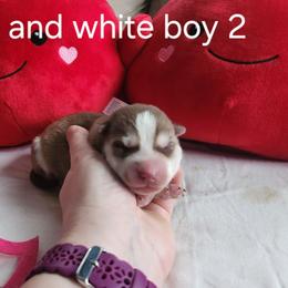 Copper and White Boy 2 - Brown and white male Siberian Husky puppy in Jonesboro, Arkansas from L & A Animal House Siberian Huskies