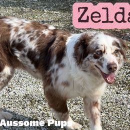 Zelda - Australian Shepherd