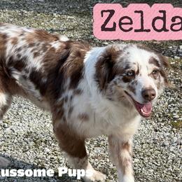Zelda - Australian Shepherd