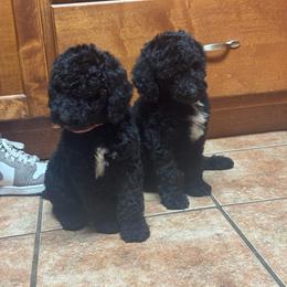 Girl 4 - Black female Poodle puppy in Bremen, Georgia from Kelley’s Poodle Patch