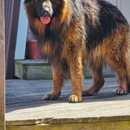 Konan - German Shepherd