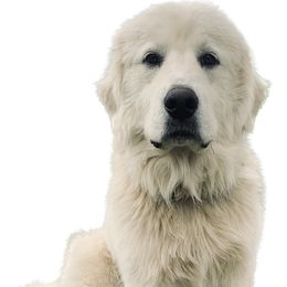 Kash - Great Pyrenees