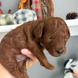 Yellow - Red  male Poodle puppy in Brooksville, Florida from Abby’s Standard Goldendoodles