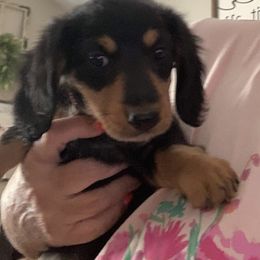 Dachshund All Grown Up from Michelle's Dachshunds