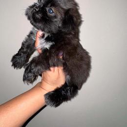 Bella - Black and white female Shih Tzu puppy in Monrovia, California from Sunrise Shihtzu Blossom