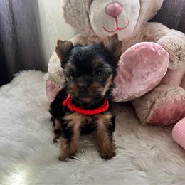 Glaze (Ruby) - Black and tan female Yorkshire Terrier puppy in Las Vegas, Nevada from Lala’s Pups