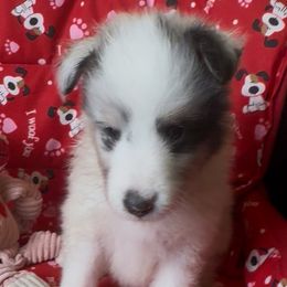 Oakley (blue merle color) - Blue merle white and tan male Shetland Sheepdog puppy in Idaho from Bellissimo Shelties