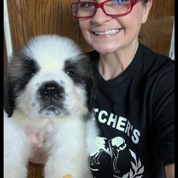 Orange collar - Mahogany and white male Saint Bernard puppy in New Philadelphia, Ohio from Fletchers Saints