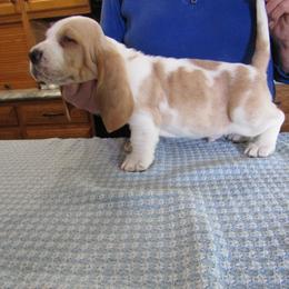 Toby - Lemon and white male Basset Hound puppy in Francesville, Indiana from Sandyhill Basset Hounds