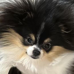 Pomeranian Puppies from Nikki’s lil Pomeranians