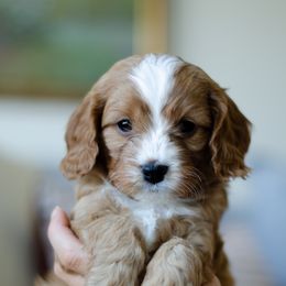 John Smith - Red male Cavapoo puppy in Aiken, Tennessee from Carolina Doodles & Co.
