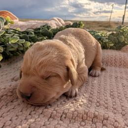 Dilute Retriever and Labrador Retriever Puppies from LC Hunting Labs, LLC.