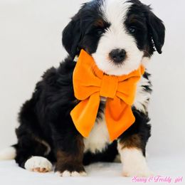 Lisa - Black tri-color female Aussiedoodle puppy in Diamond Bar, California from Furrytaildoodles