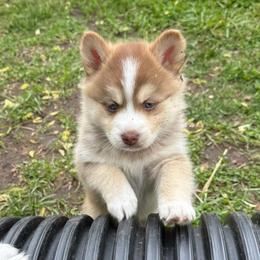 Chevy - Red and white male Pomsky puppy in Greenfield, Minnesota from SRF Pomskies
