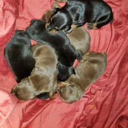 Doberman Pinscher Puppies from Riviera Dobermans