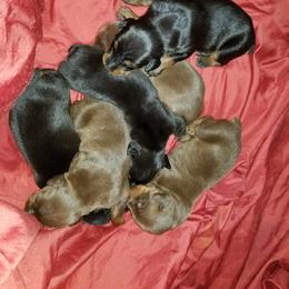 Doberman Pinscher Puppies from Riviera Dobermans