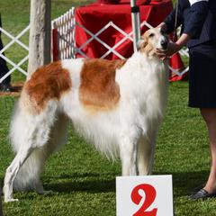 Shoyo - Borzoi