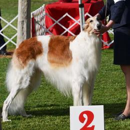 Shoyo - Borzoi