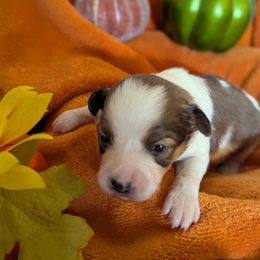 Sebastian - White and sable male Papillon puppy in Joshua, Texas from Summertime Kennels