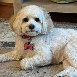 Cockapoo All Grown Up from Double J Cockapoos