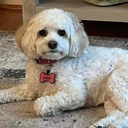 Cockapoo All Grown Up from Double J Cockapoos