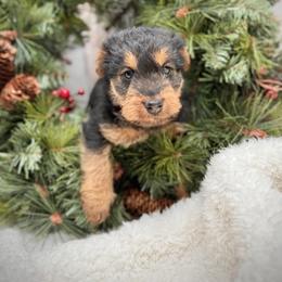 Girl 1 - Black and tan female Welsh Terrier puppy in Marshallville, Ohio from Anne's Pups