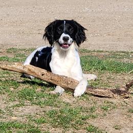 Lil Dot - English Springer Spaniel