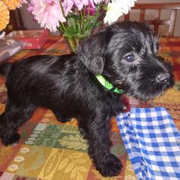 Miniature Schnauzer Puppies from Shenandoah Schnauzers