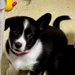 Moonshine (Red collar) - Black and white female Cardigan Welsh Corgi puppy in Omaha, Arkansas from DnD Corgis