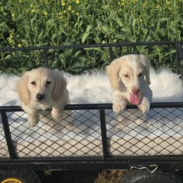 Dachshund Puppies from CC Dachshunds and Adventures