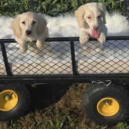 Dachshund Puppies from CC Dachshunds and Adventures
