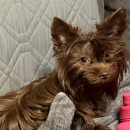 Evie - Yorkshire Terrier