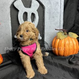 Tesla (Aqua Collar) girl - Apricot female Goldendoodle puppy in Corona, California from Fluffy Puppy Mini Doodles LLC