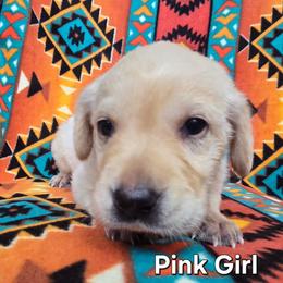 Girl 4 - Yellow female Labrador Retriever puppy in Potosi, Wisconsin from Point and Flush Gun Dogs