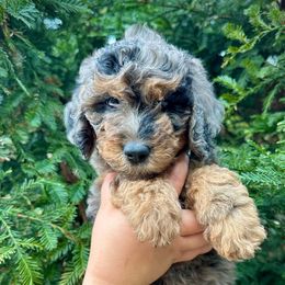 Harry - Blue merle male Aussiedoodle puppy in Upper Lake, California from Redwood Aussiedoodles