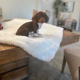 Marley - Chocolate and tan male Dachshund puppy in Menifee, California from Dachshunds in SoCal