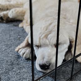 Havanese and Poodles from Ali-Ann Standard Poodles