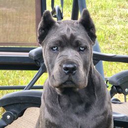 Cane Corso All Grown Up from Bane's Legacy Cane Corso