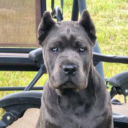 Cane Corso All Grown Up from Bane's Legacy Cane Corso