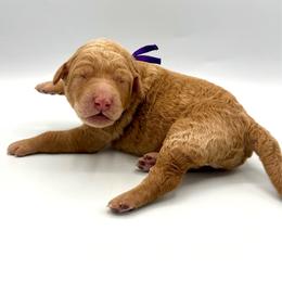 Fairy - Apricot female Goldendoodle puppy in Mount Pleasant, Tennessee from Doodle My Heart