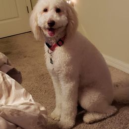 Labradoodle All Grown Up from A Doodle 4U